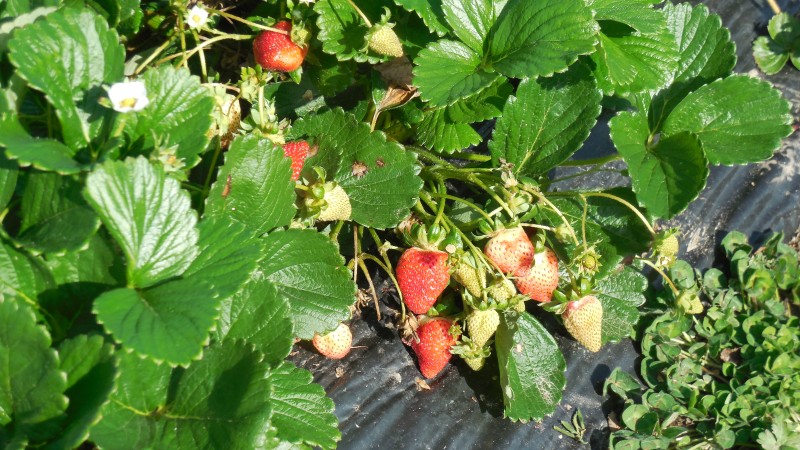 Fresh as you can get them - are strawberries good for you