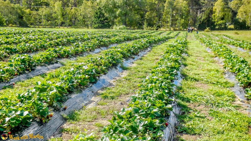 Strawberries - pick your own