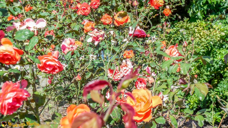 Roses leading up to the front door