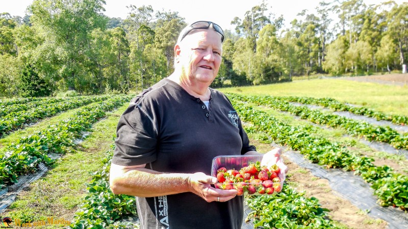 My husband with fresh strawberries he'd just picked