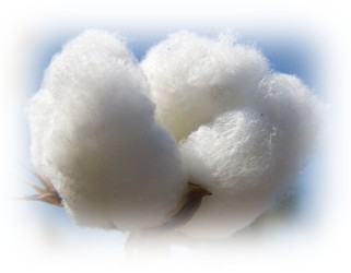 Cotton balls look so fresh and clean