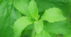 Naturally sweet Stevia