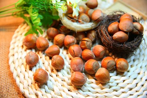 Good protein of hazelnuts