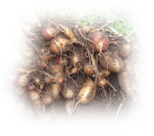 Yealth Benefits of Yacon Syrup coming from the tubers